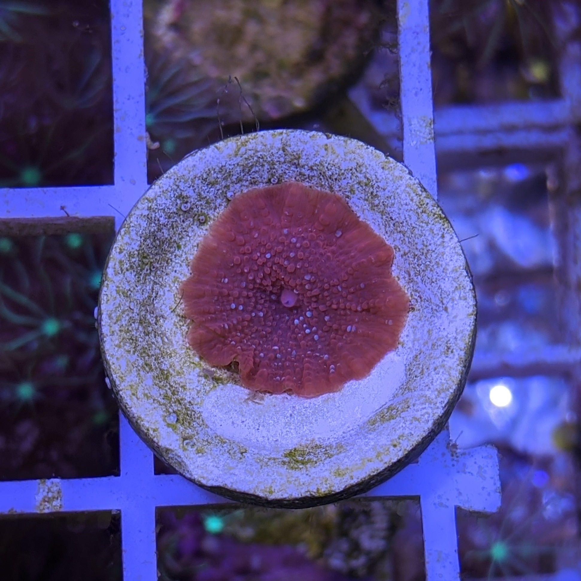 Rusty Red Mushroom