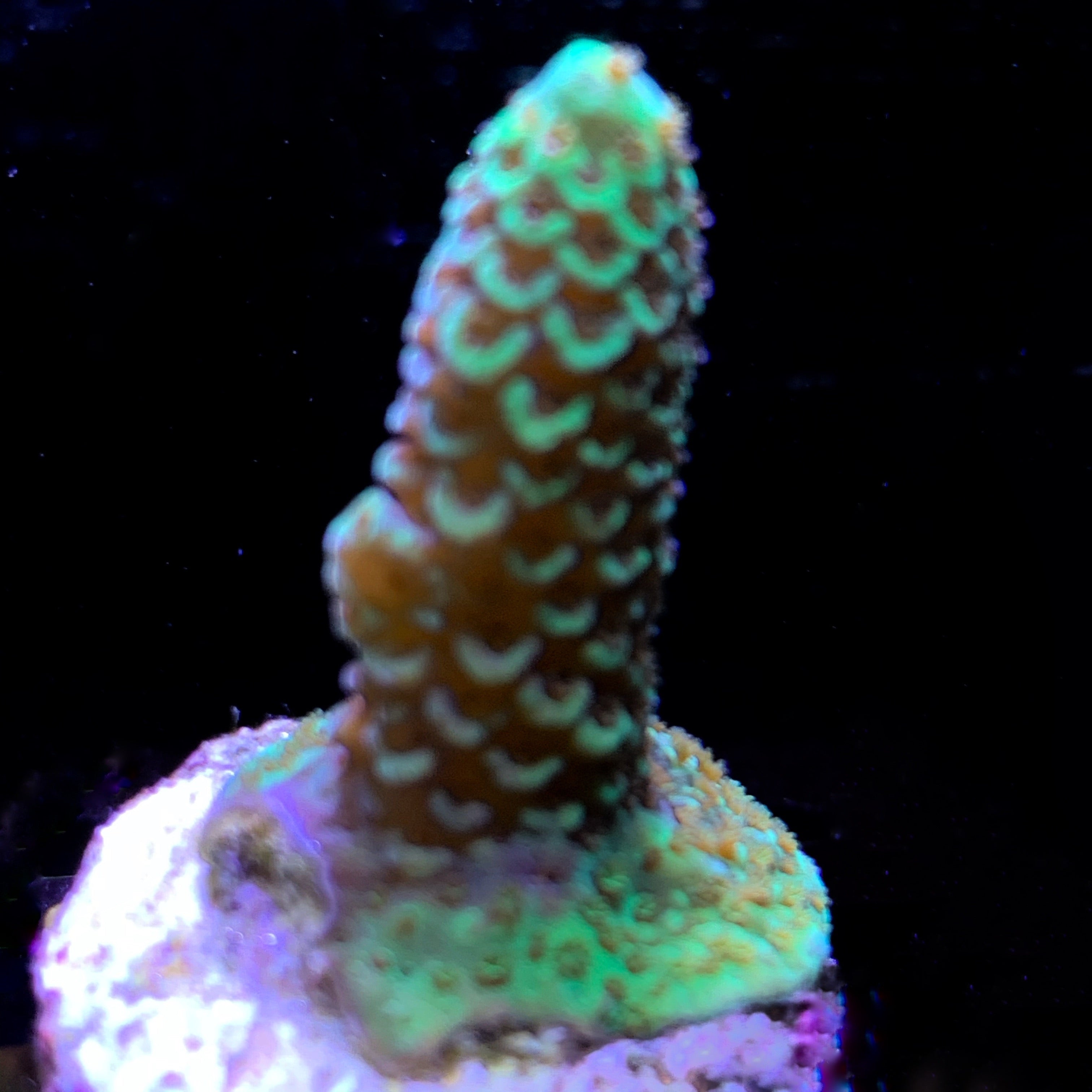 Millepora Frag