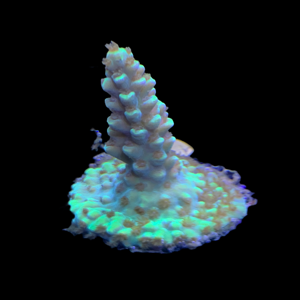 Acropora Frag