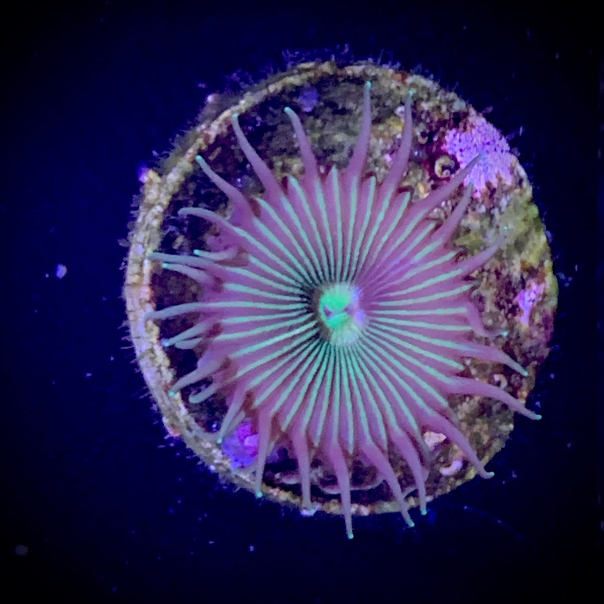 Zoa Frag