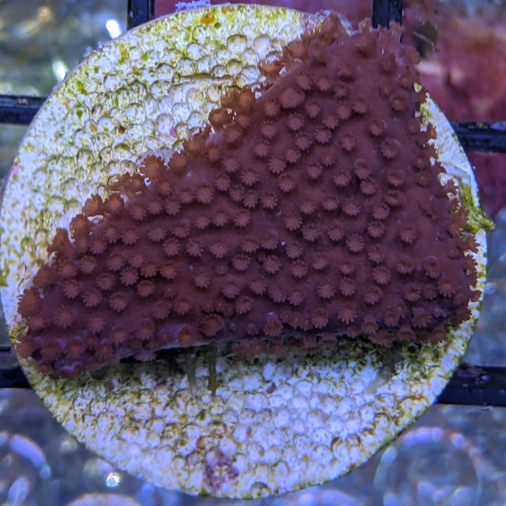 Plating Montipora