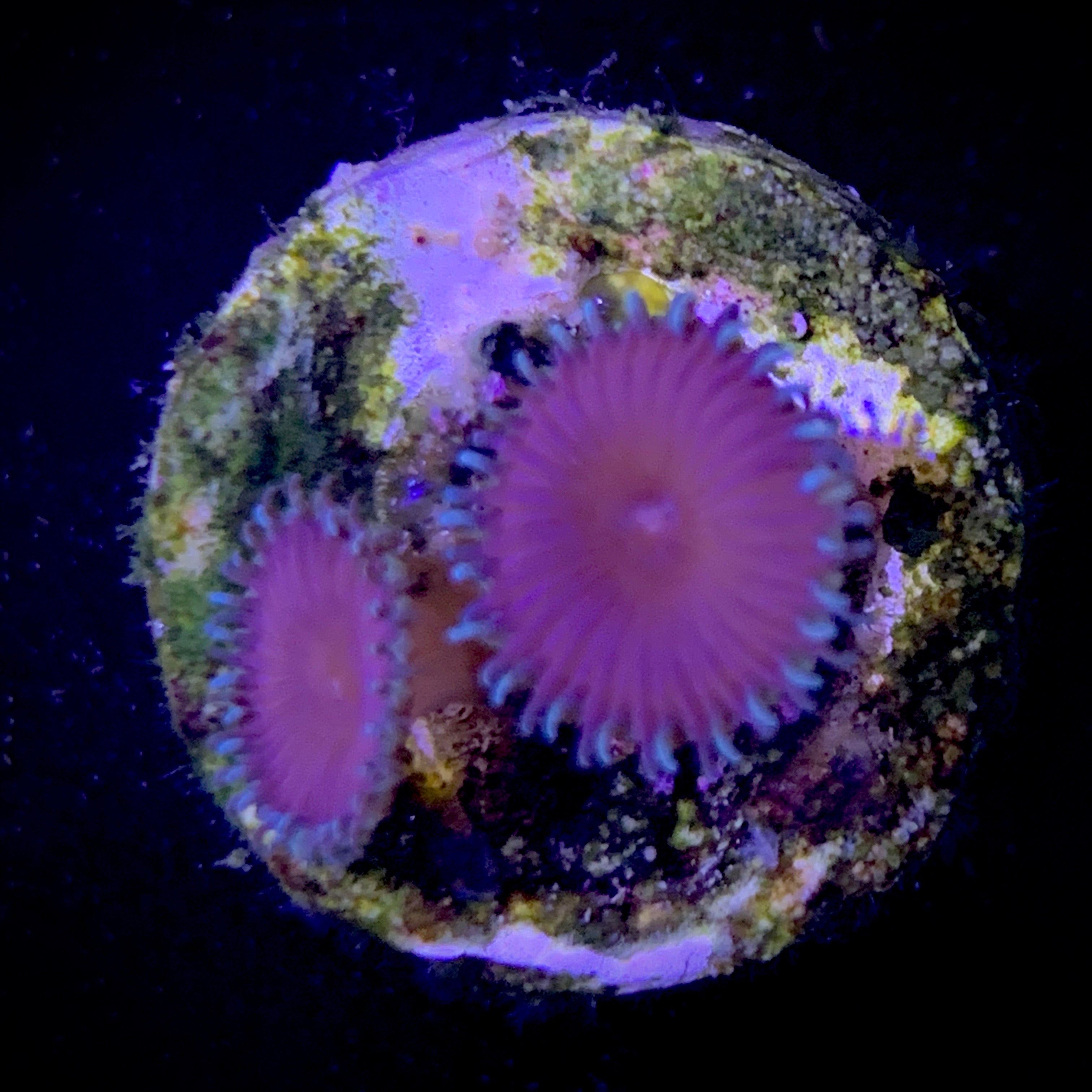 Zoa Frag