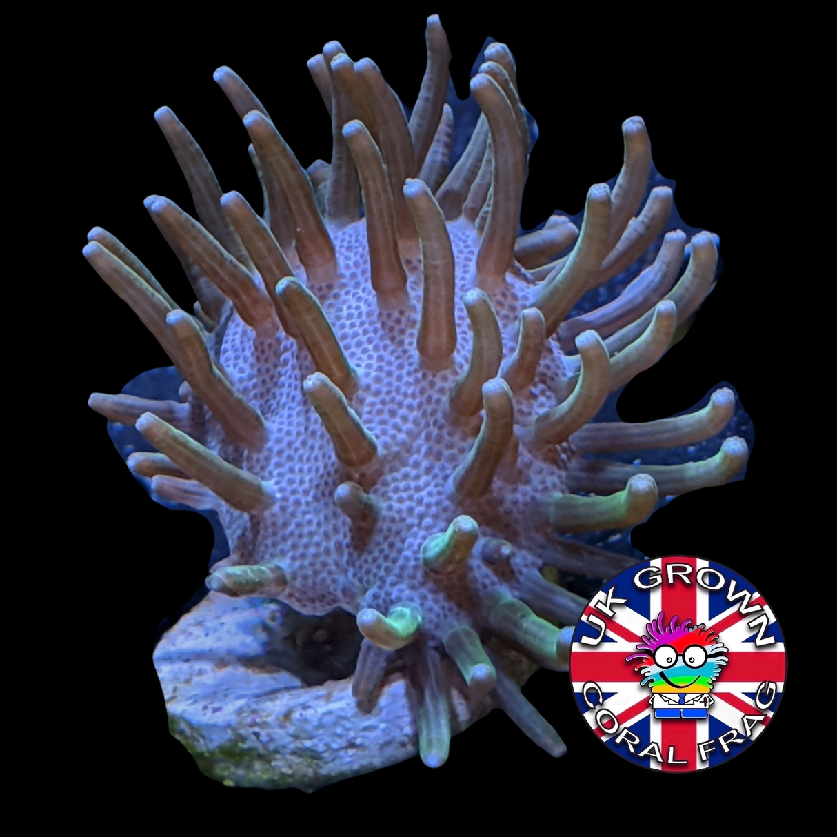 Toadstool Frag (UK Grown)