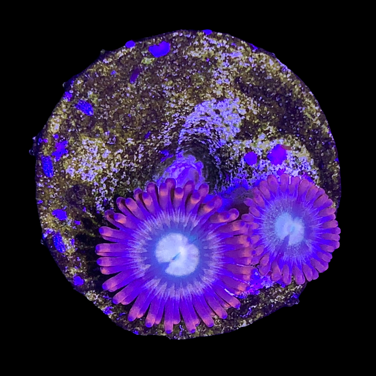 Zoa Frag