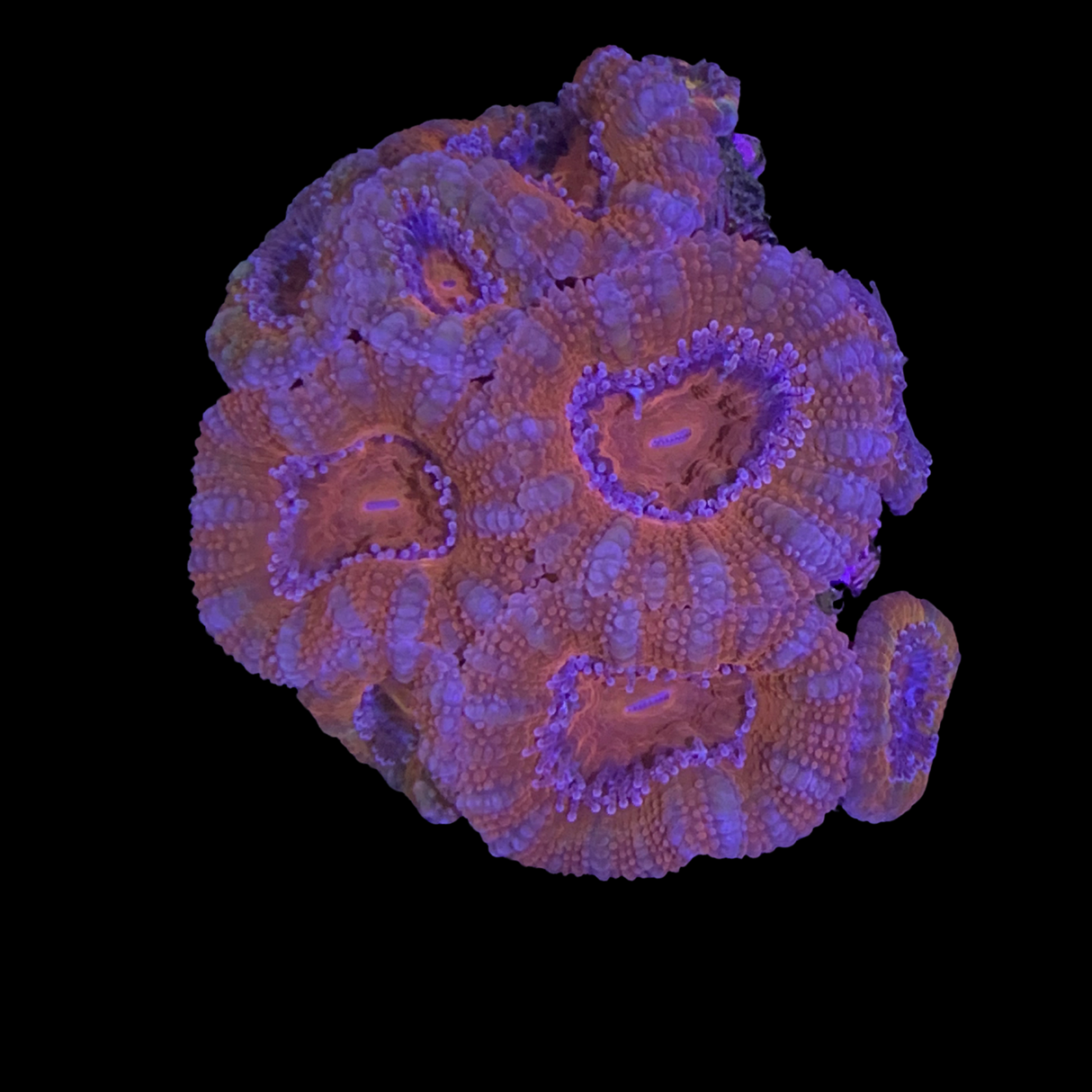 8+ Head Acan Frag