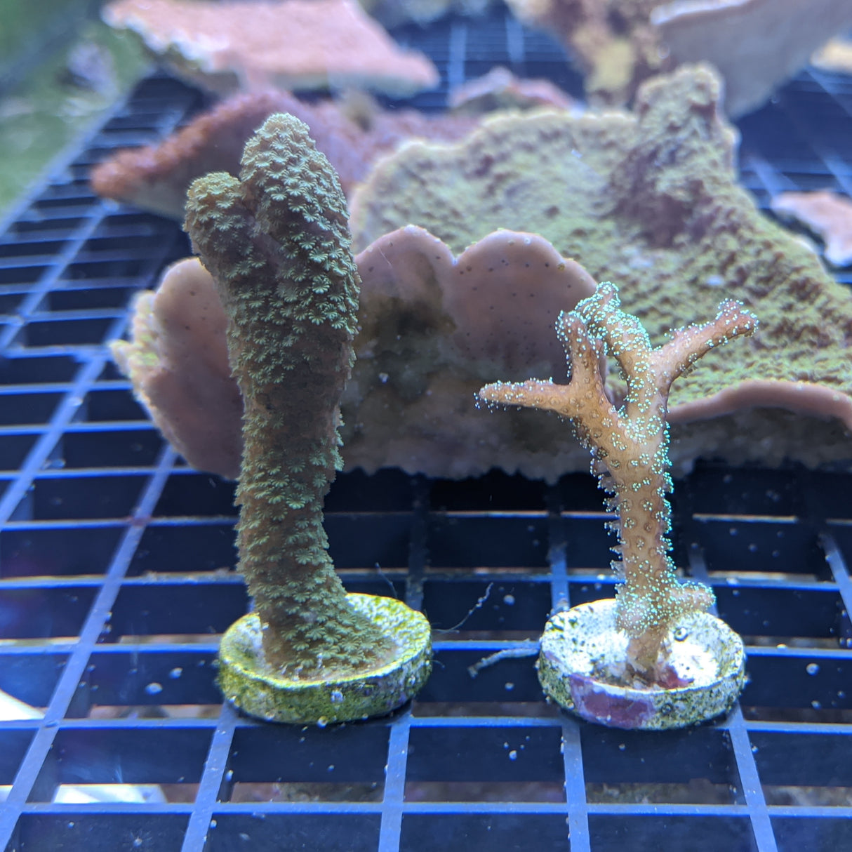 Green Montipora Digitata & Seriatopora Twin Pack