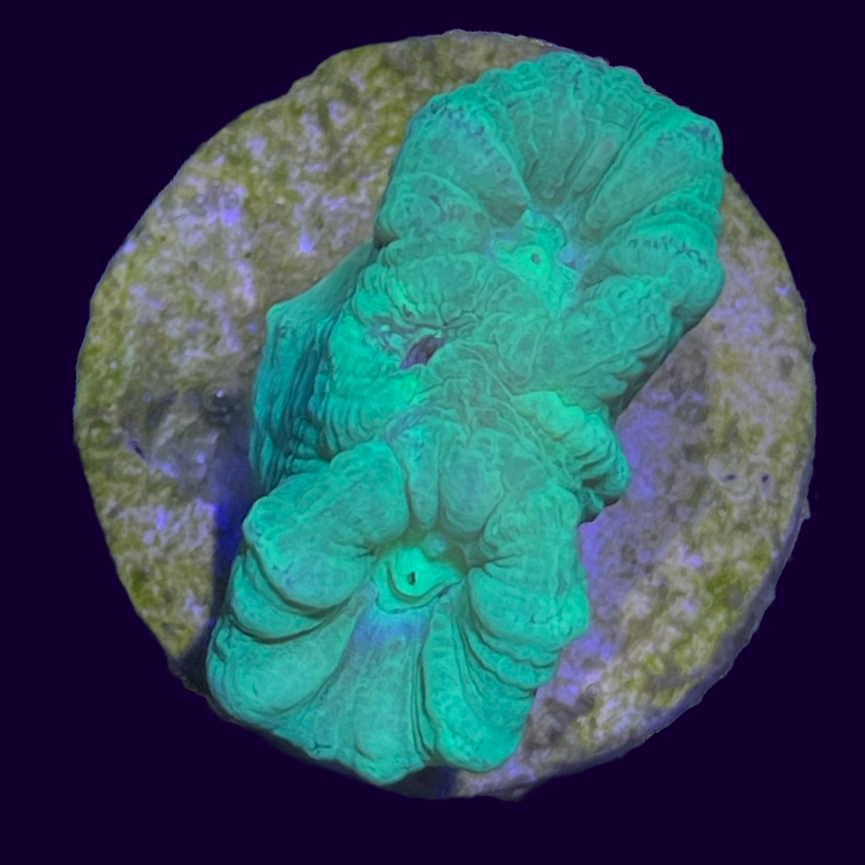 Neon Green Candy Cane