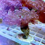 Branching Green Frogspawn Frag (Single Head)