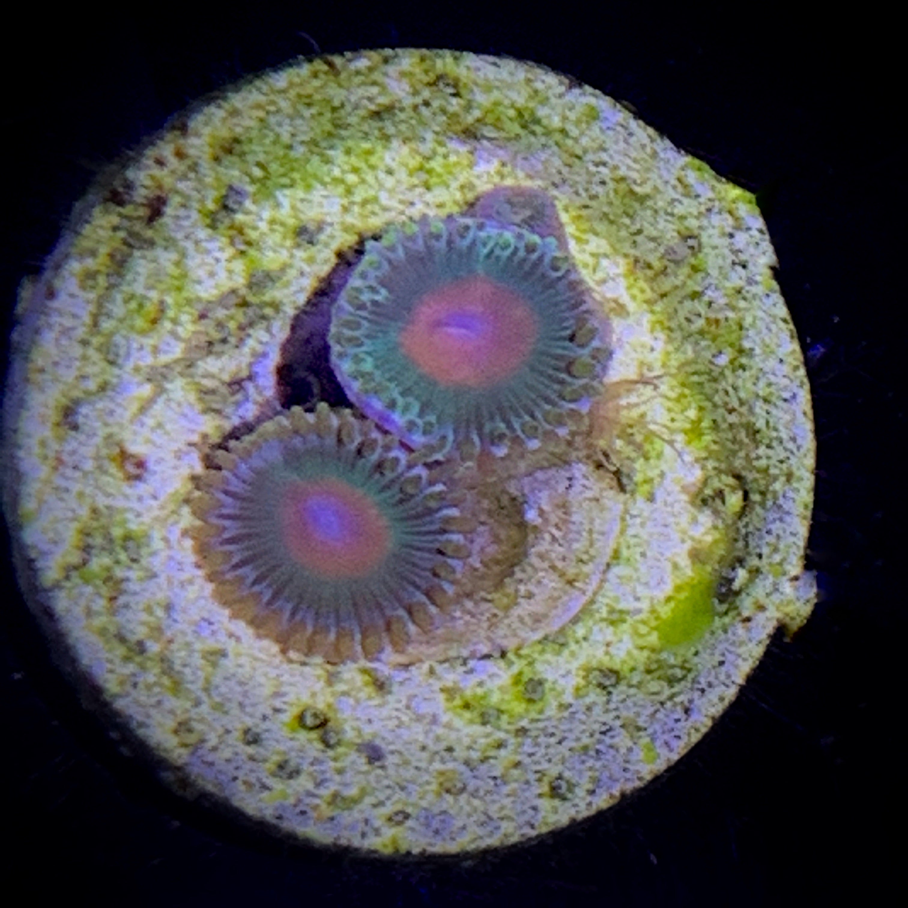 Zoa Frag