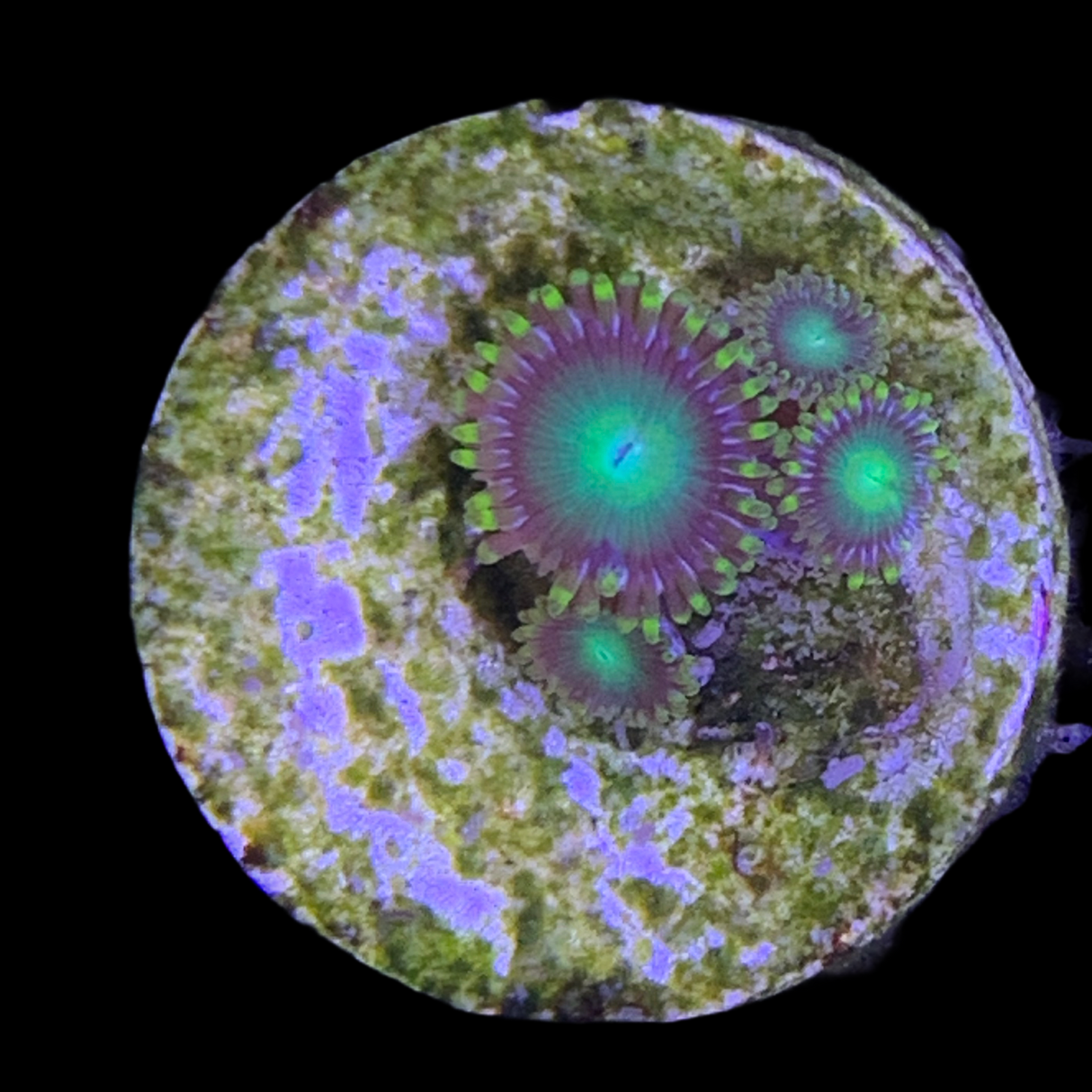 Zoa Frag