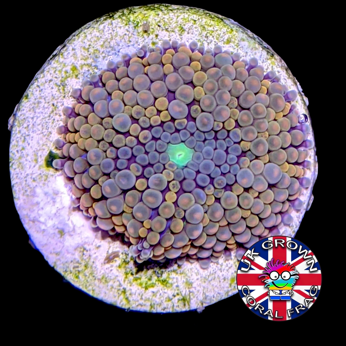 Ricordea Florida (UK Grown)
