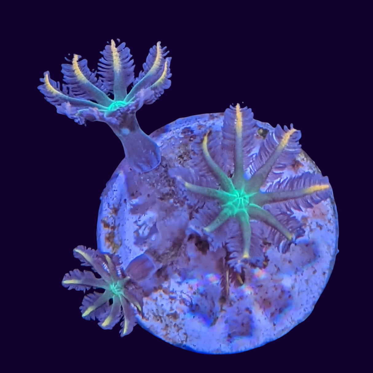 Clove Polyp