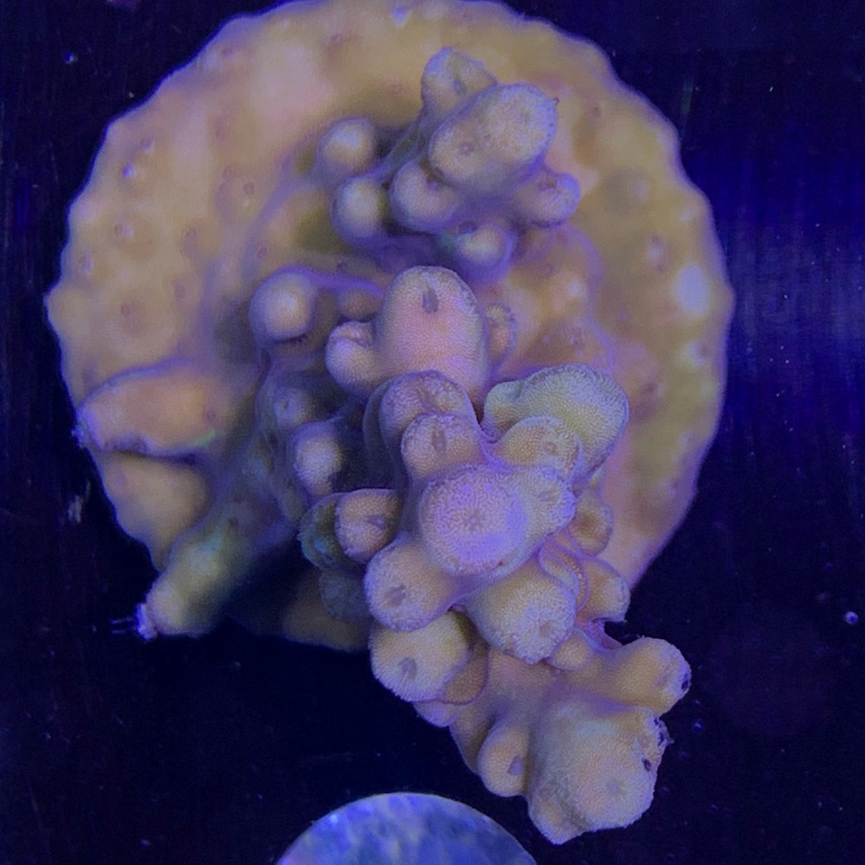 Acropora Frag