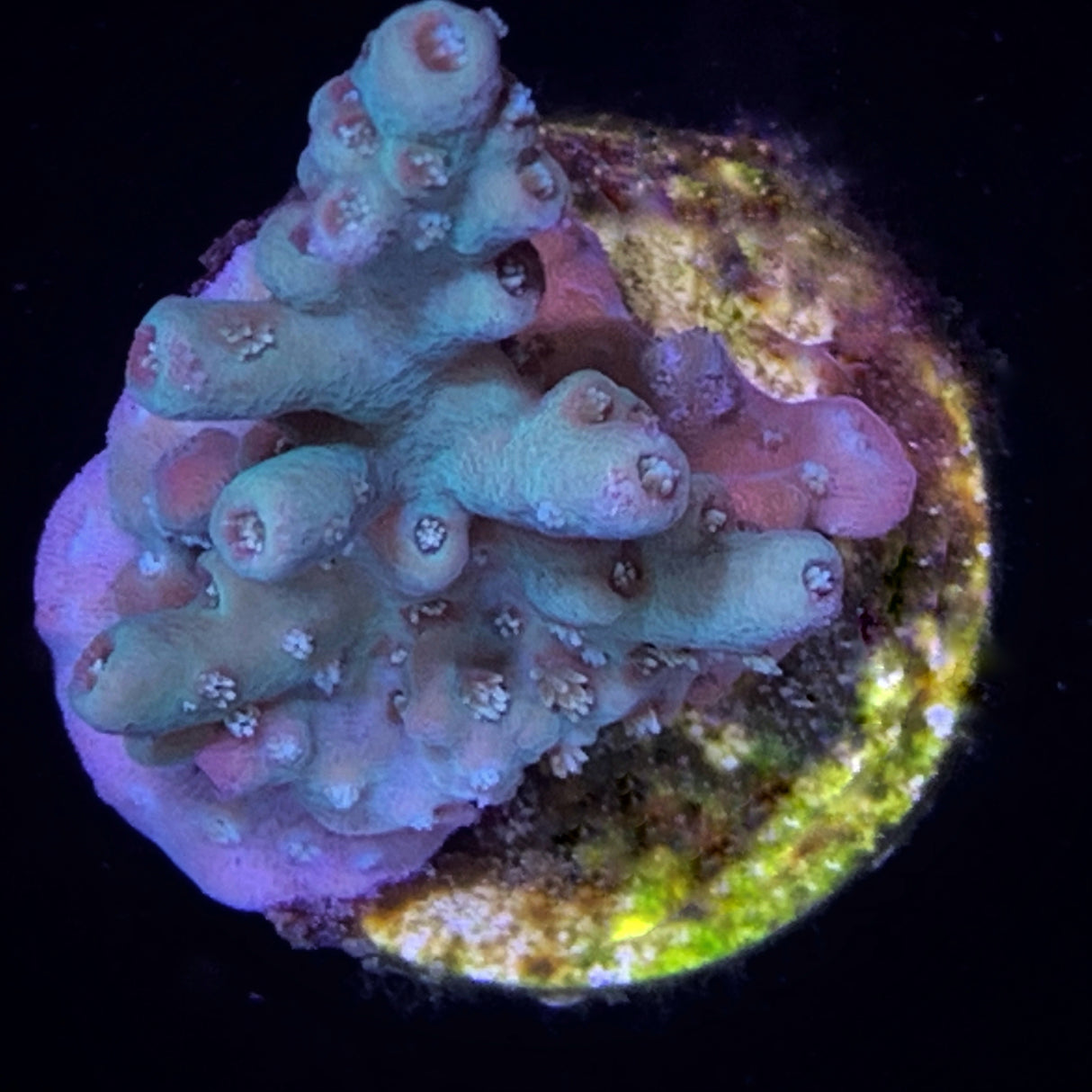 Acropora Frag