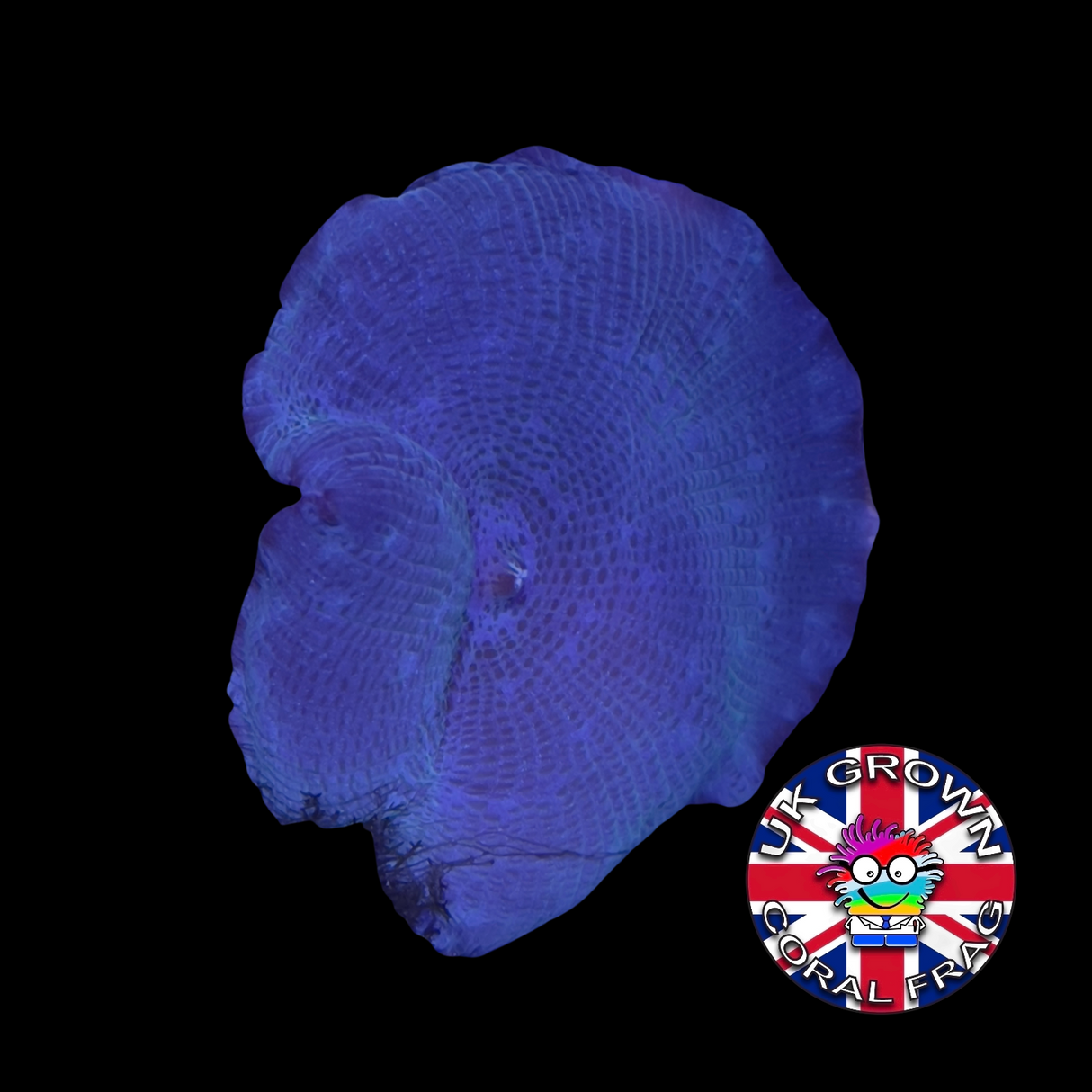 Blue Mushroom (UK Grown)