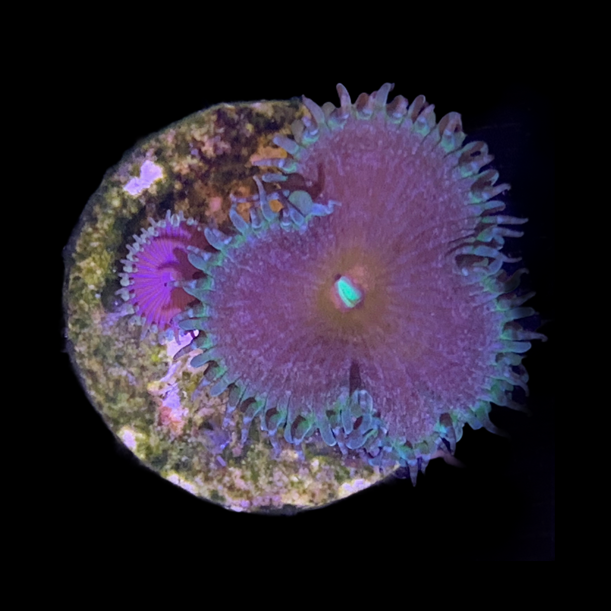 Zoa Frag