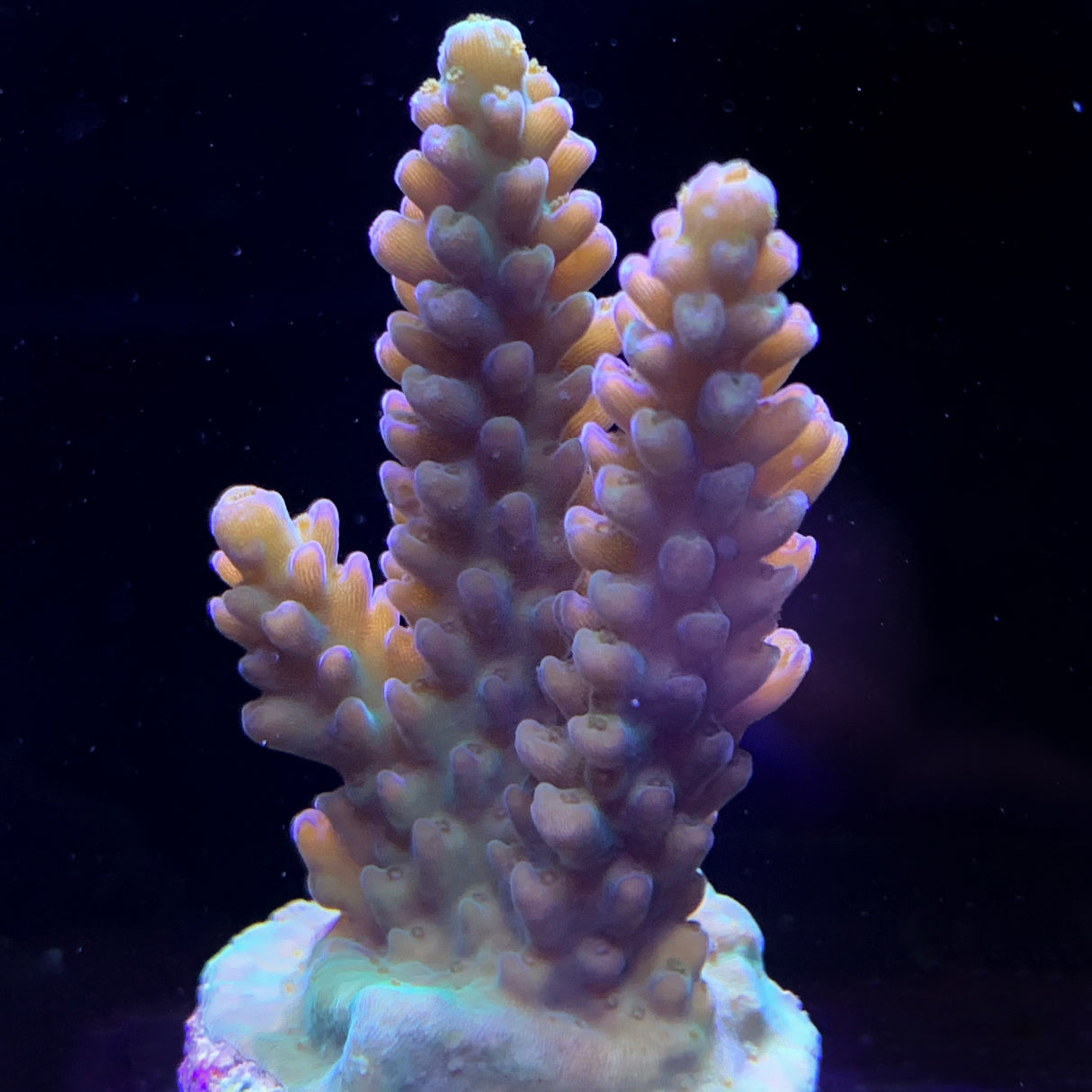 Acropora Frag