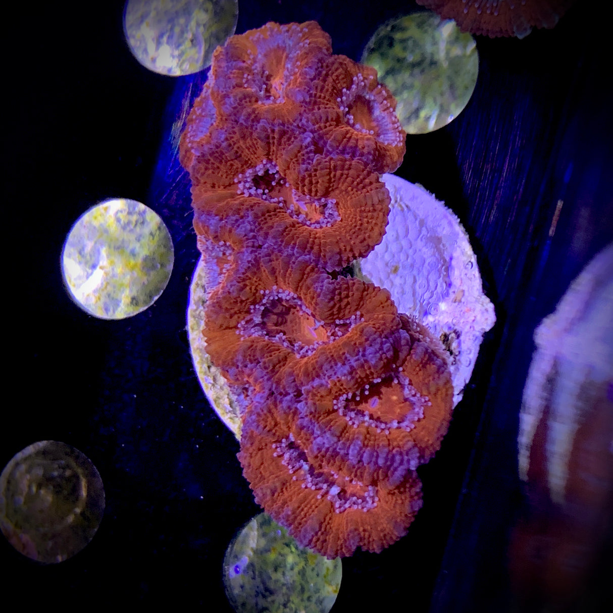 Acanthastrea Lordhowensi