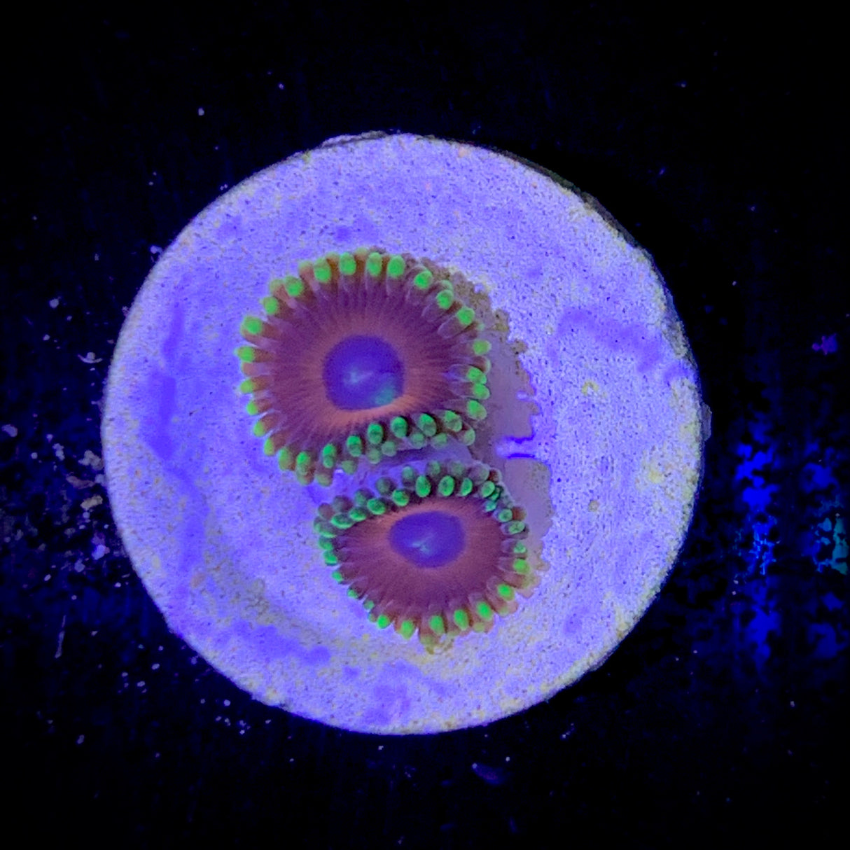 Zoa Frag