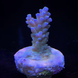 Acropora Frag