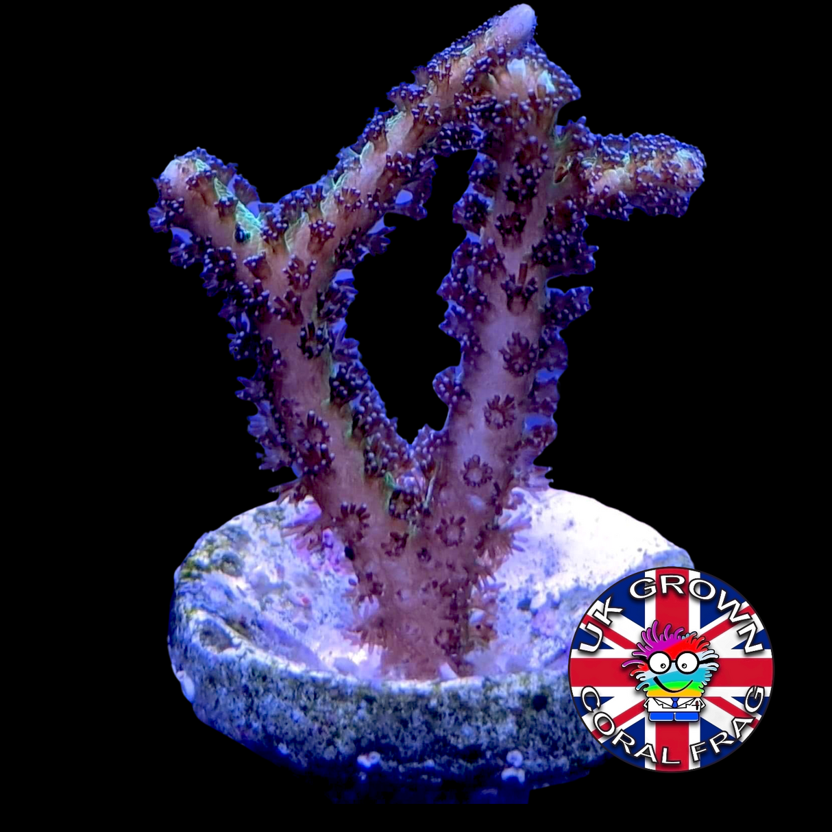 Green Hystrix Seriatopora birds nest (UK Grown)