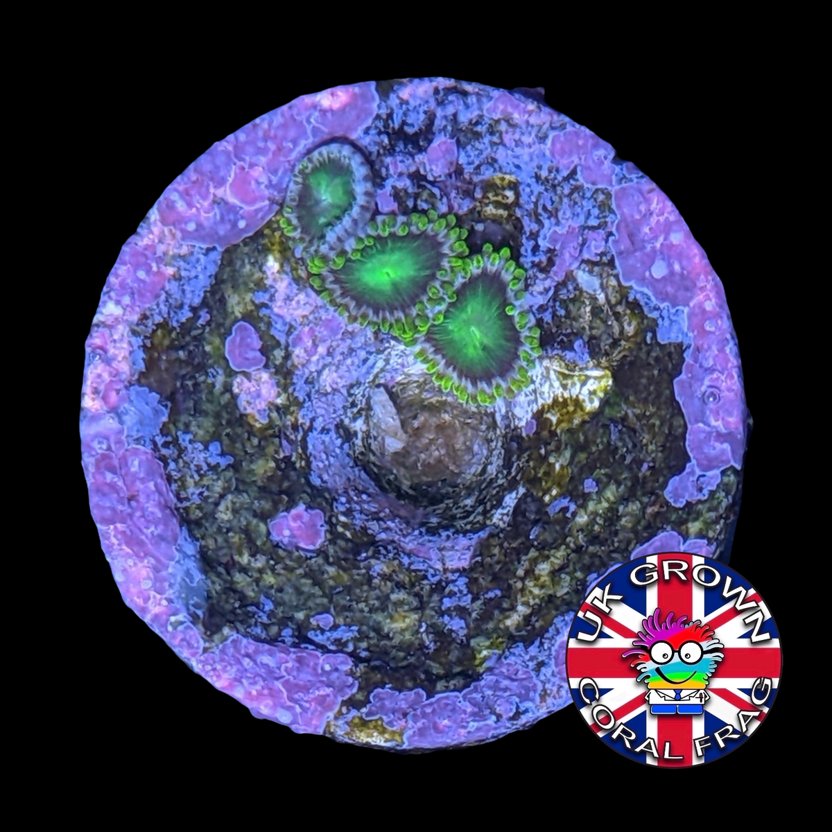 Radioactive Dragons Eye Zoa Frag (UK Grown)
