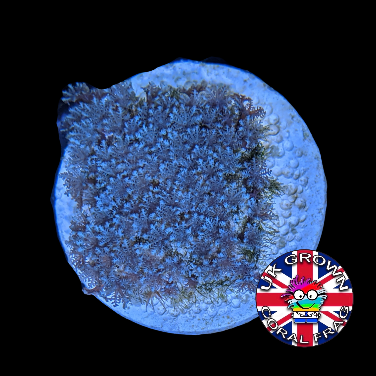 Rare Blue Star Polyps (UK Grown)
