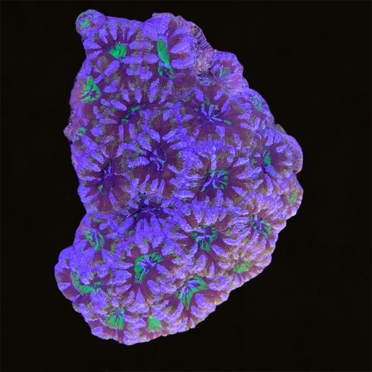 Acanthastrea Lordhowensi