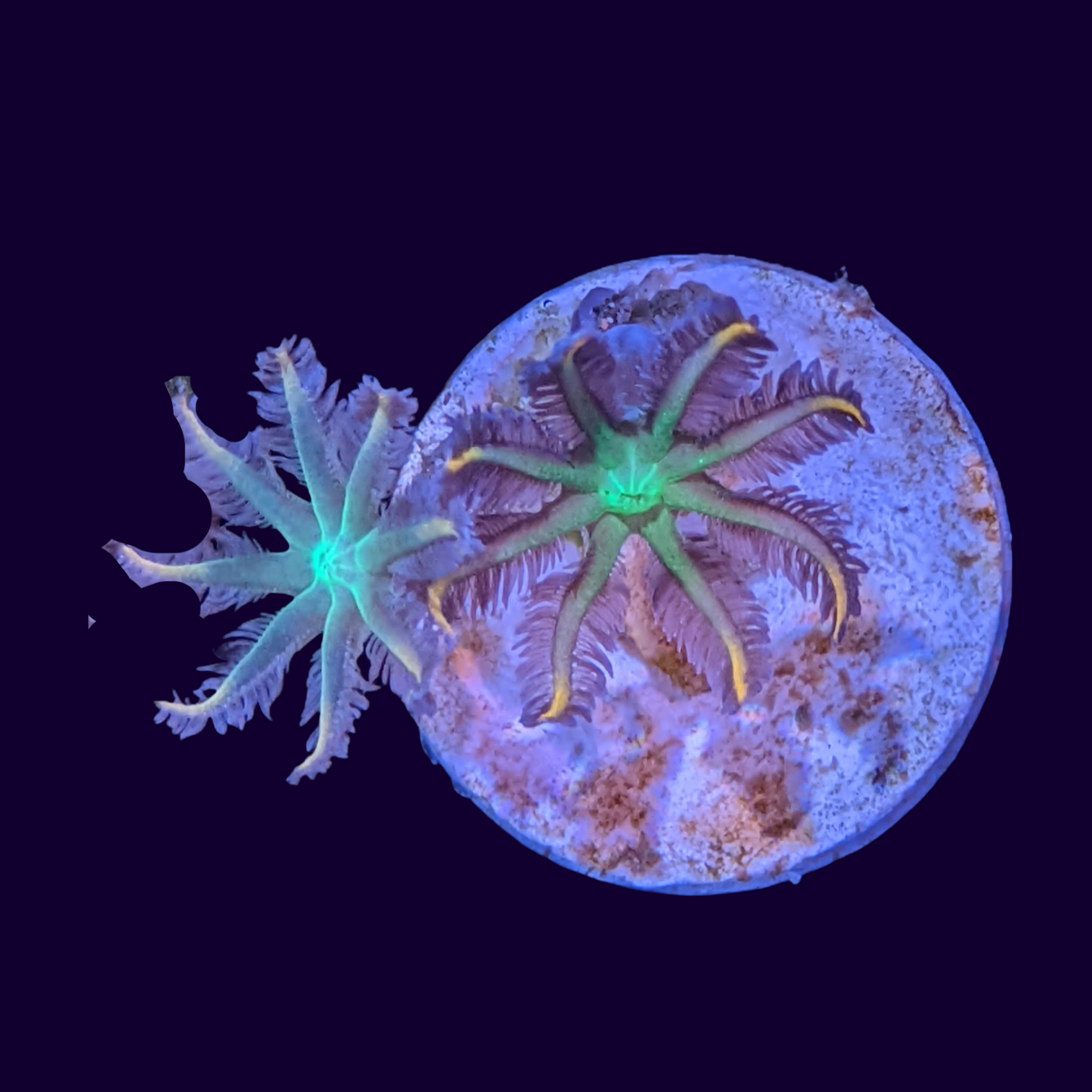 Clove Polyp