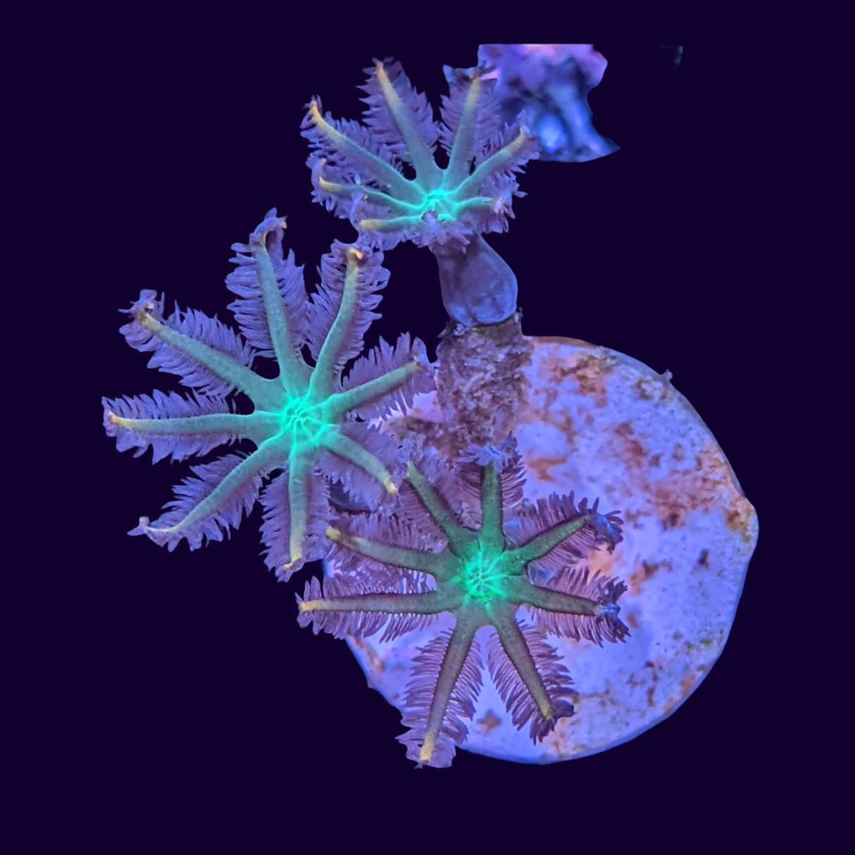 Clove Polyp