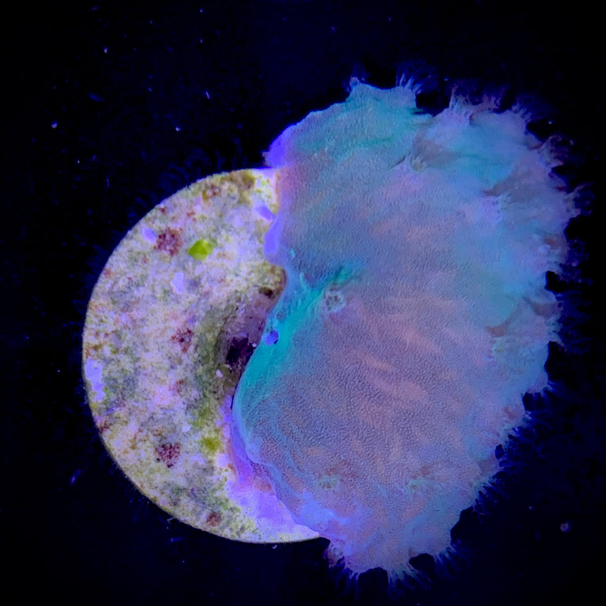 Green Cabbage Coral