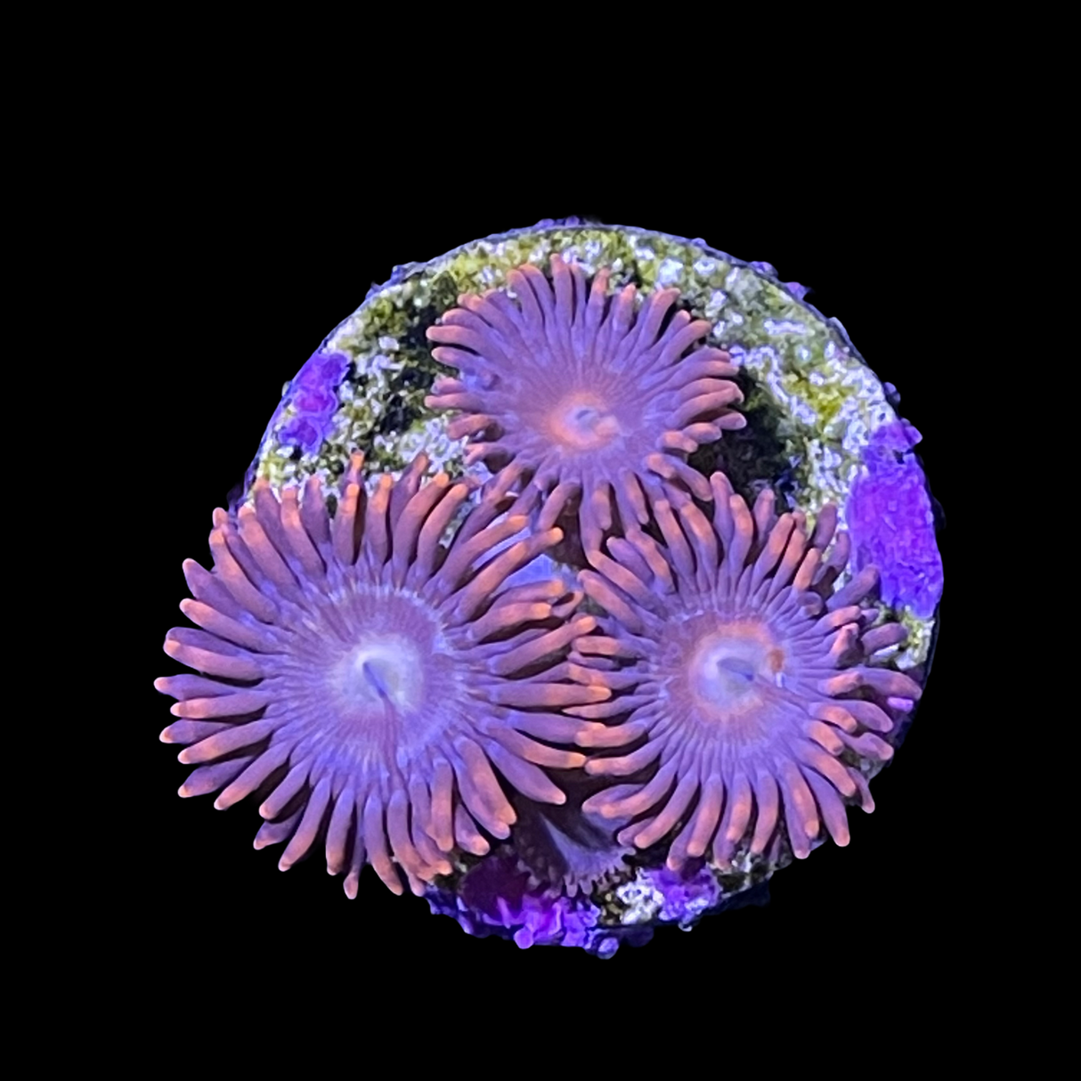 Zoa Frag