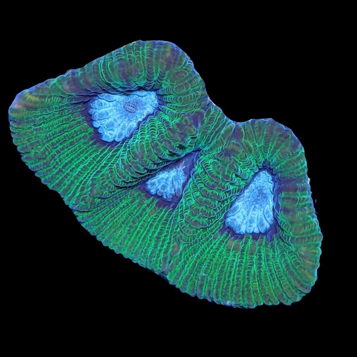 Camo Goniastrea