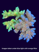 Acropora Indonesia Colonies