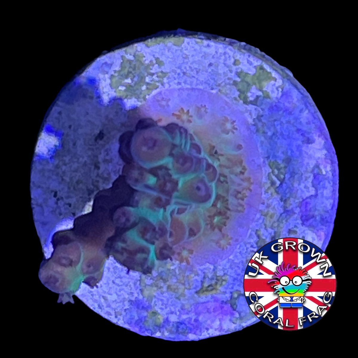Acropora Frag (UK Grown)