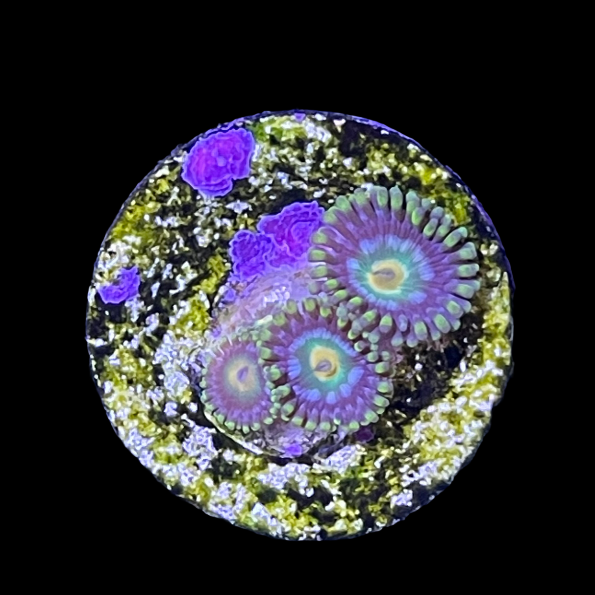 Zoa Frag