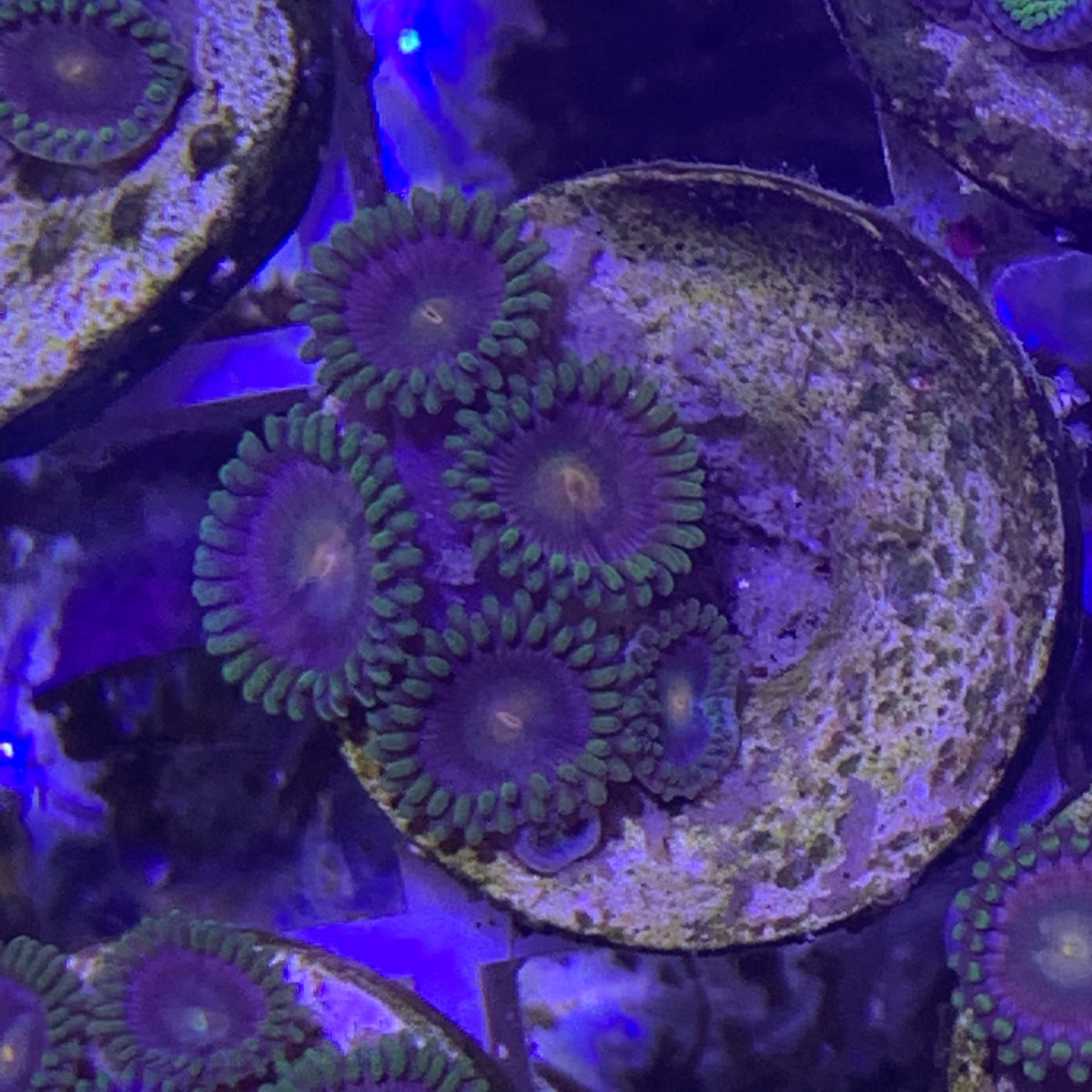 4 polyp Zoa frag – thecoralcentre