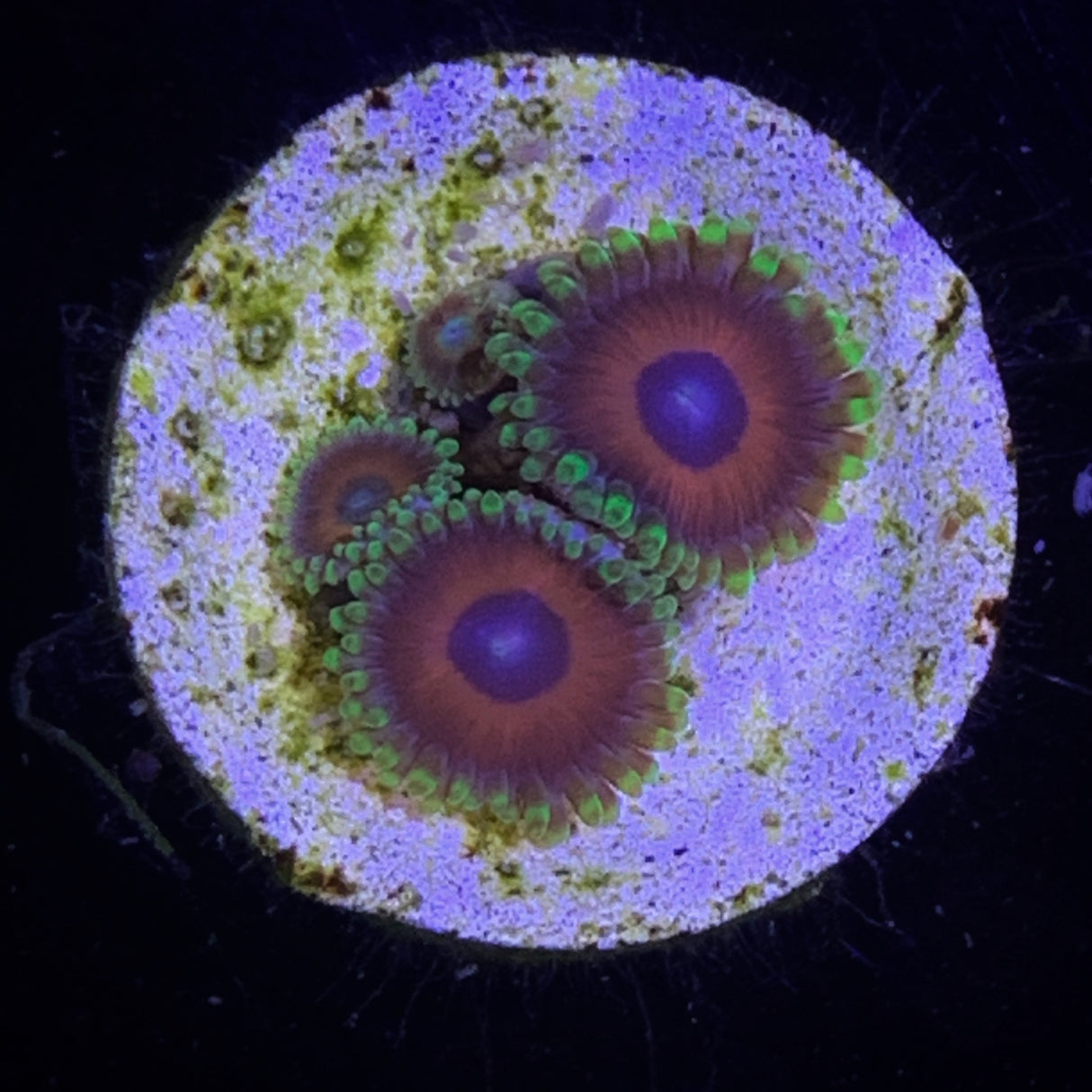 Zoa Frag