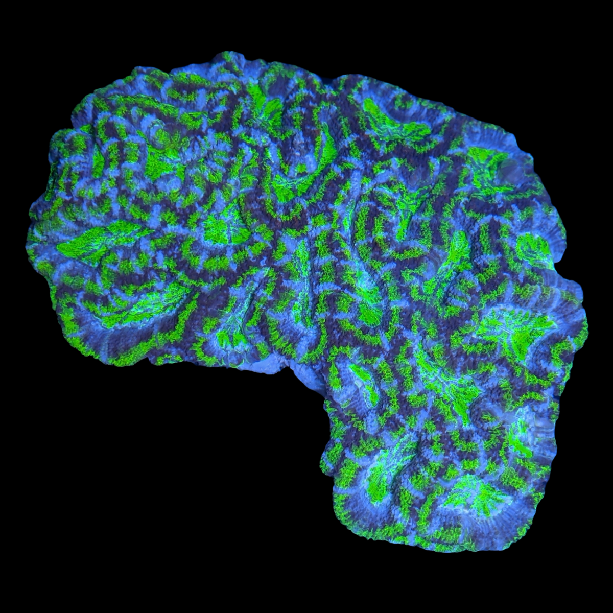 Acanthastrea Lordhowensi Colony