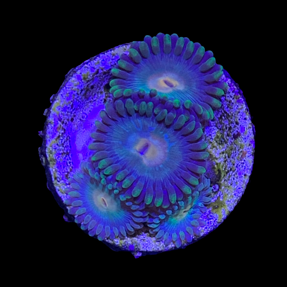 Zoa Frag