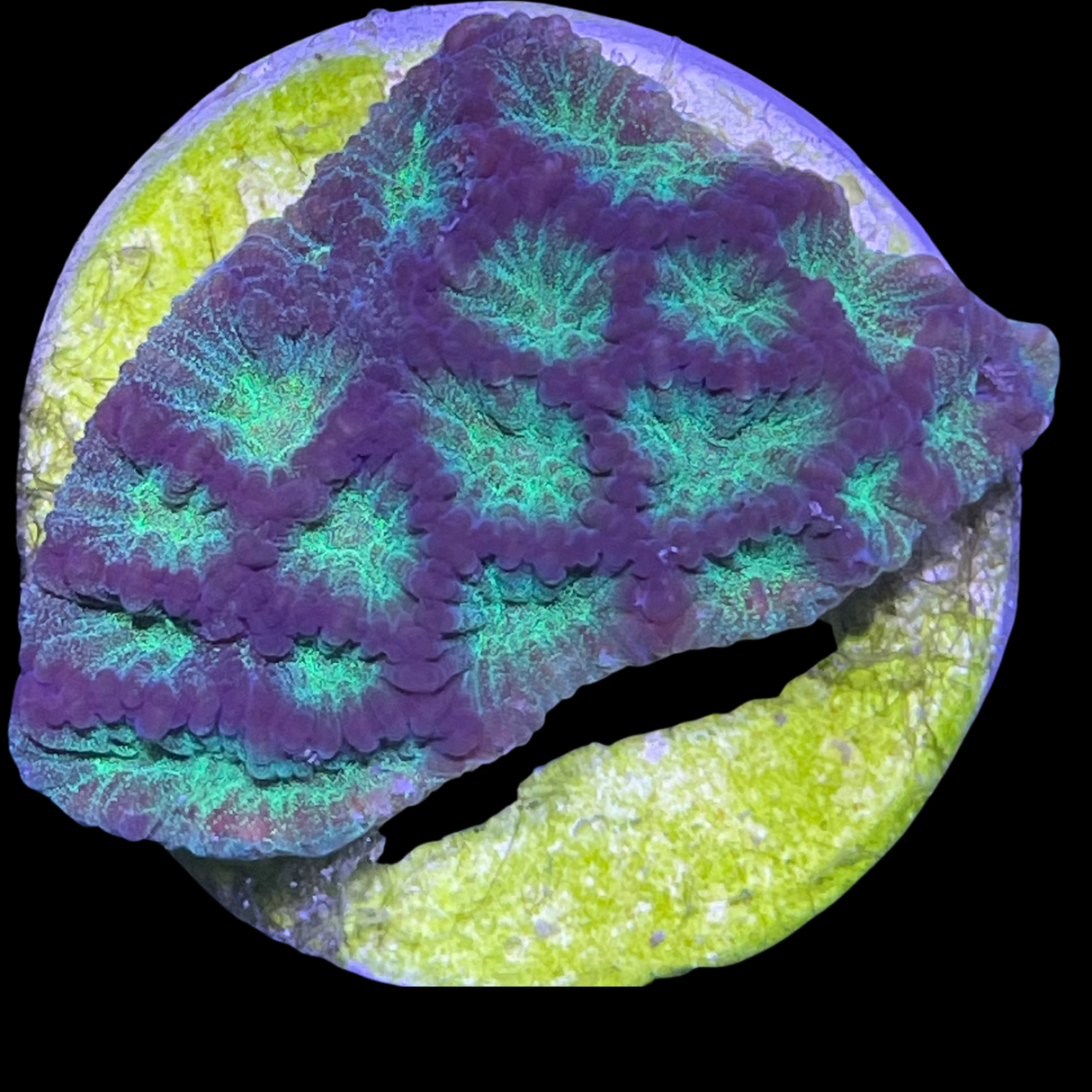 Camo Plesiastrea