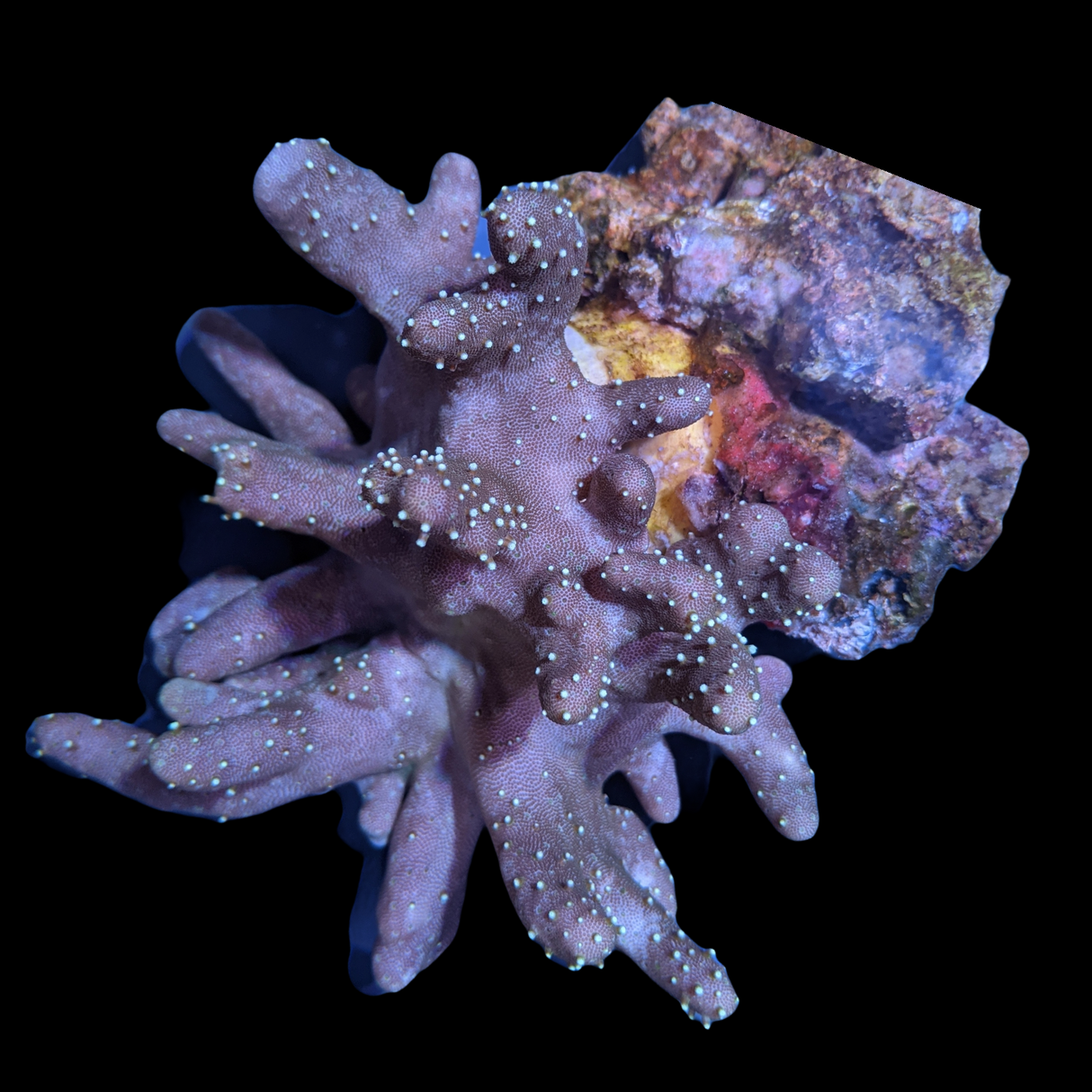 Lobophytum Finger Colony