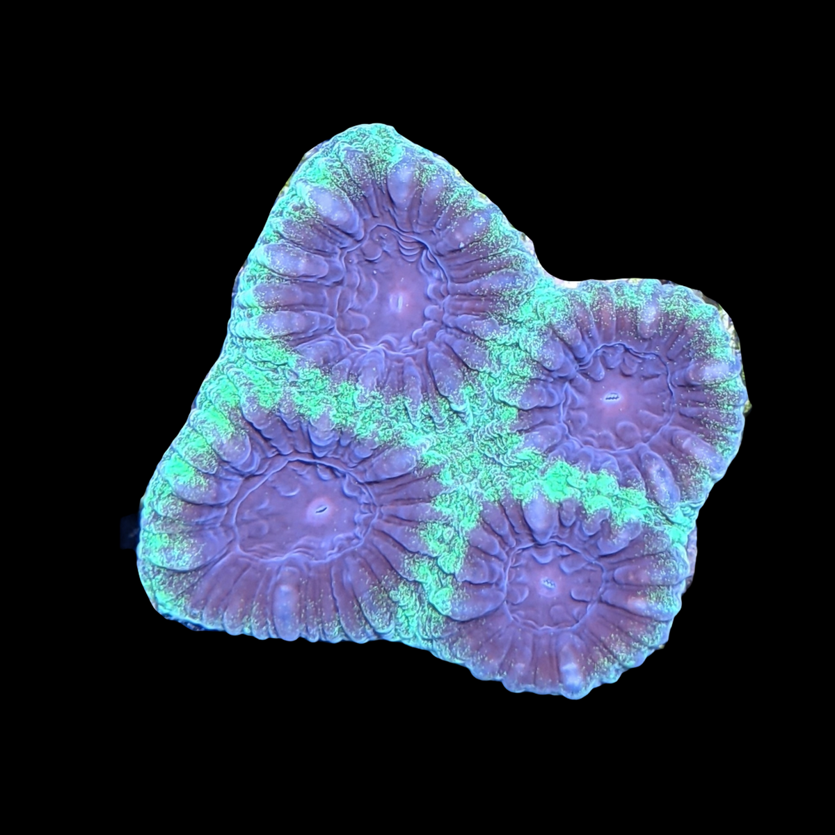Alien Moon Favia