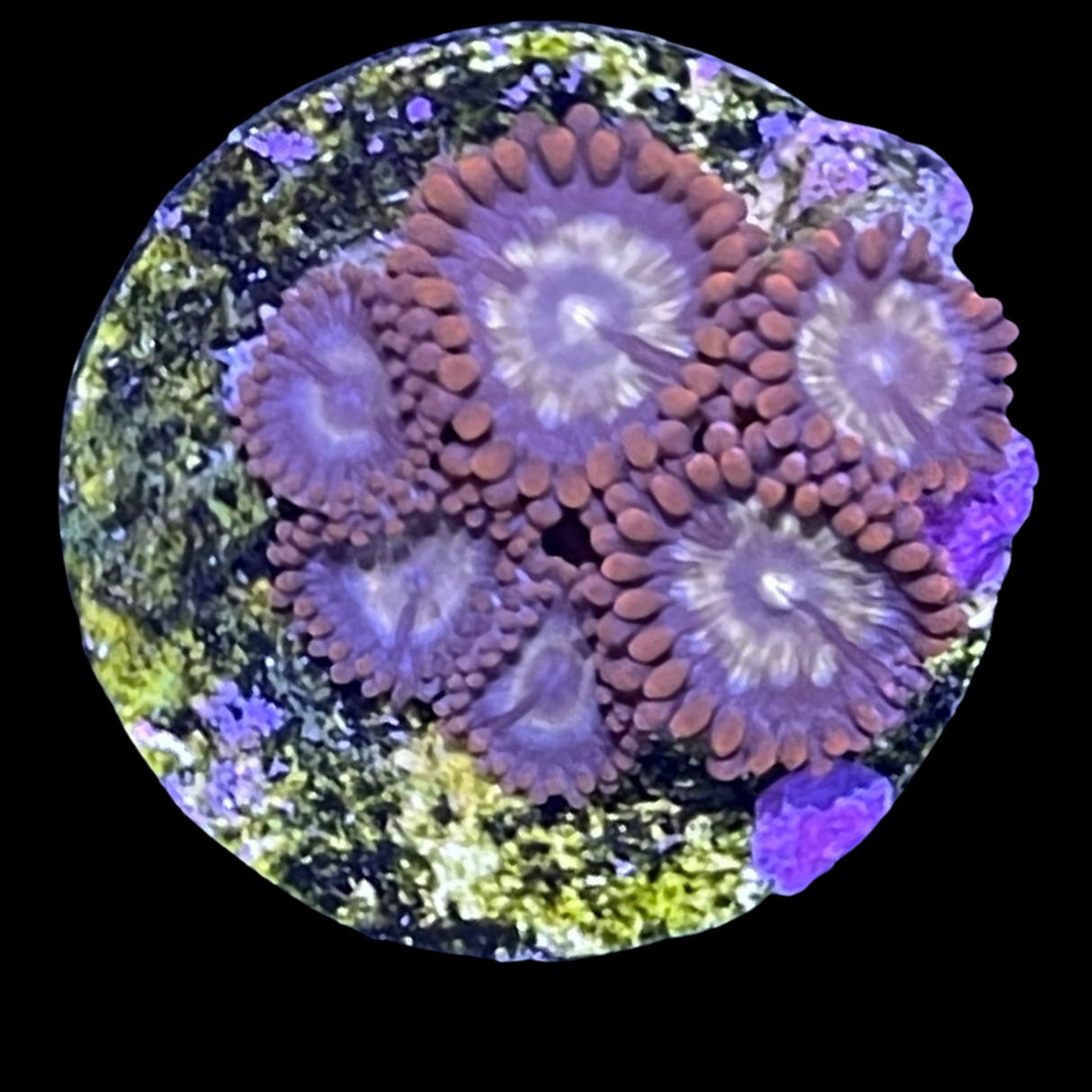 Zoa Frag