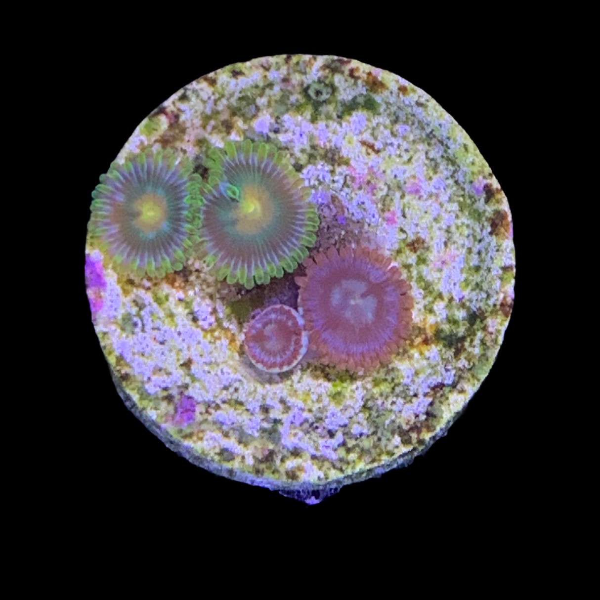 Zoa Frag