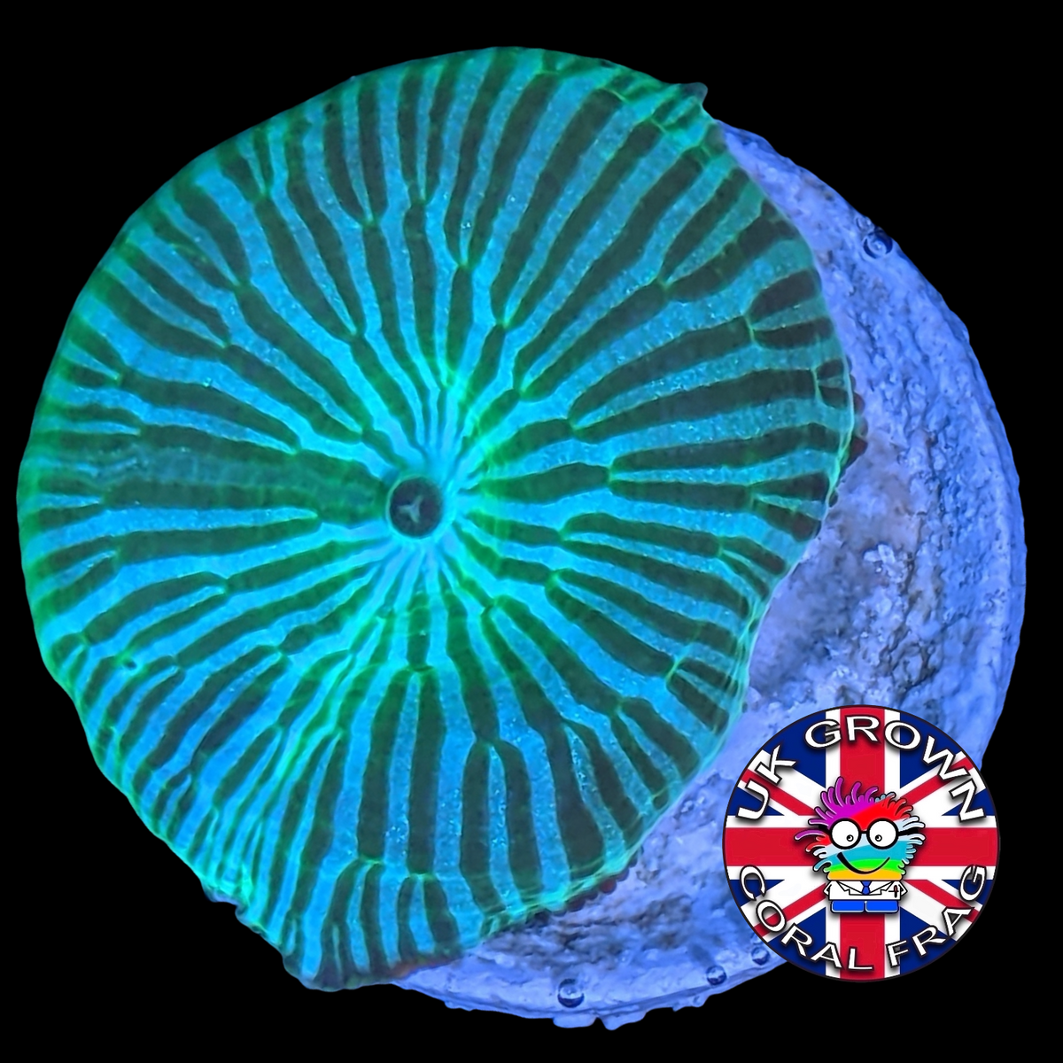 Watermelon Green Mushroom (UK Grown)