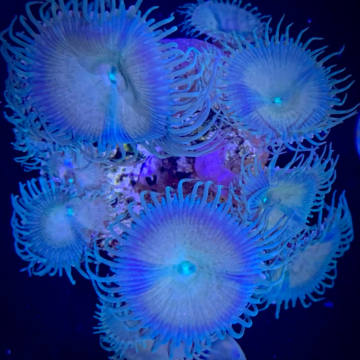 Zoa Frag