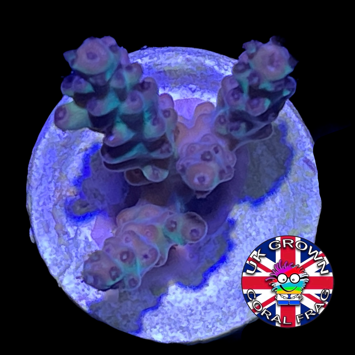 Acropora Frag (UK Grown)