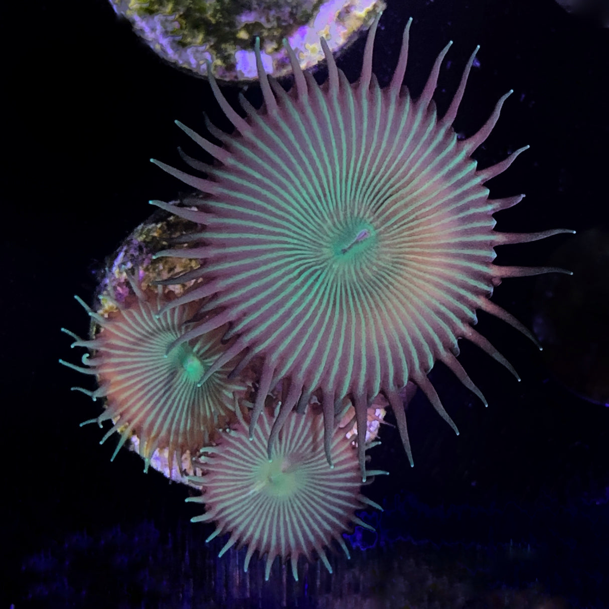 Zoa Frag