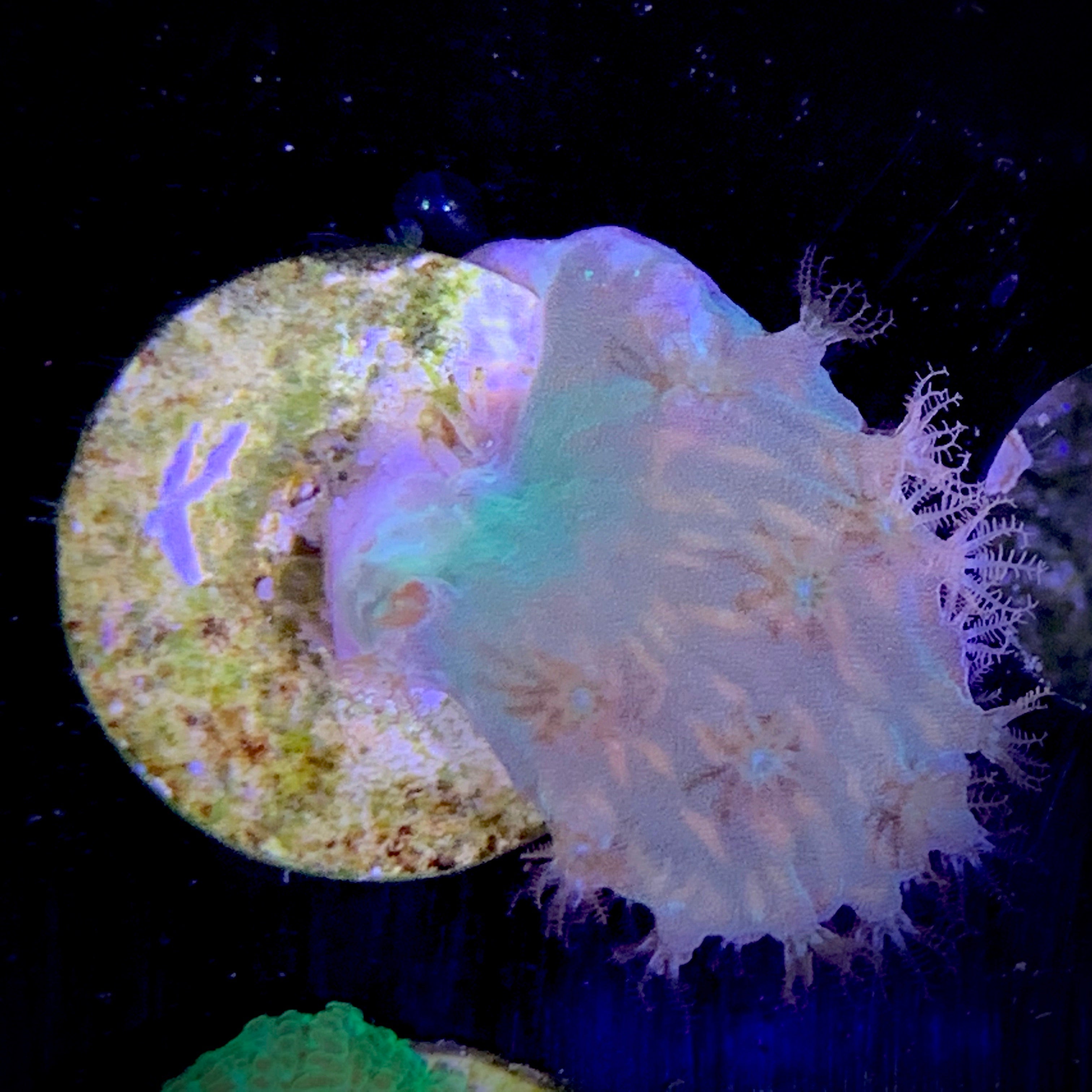 Green Cabbage Coral